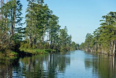A calm river flanked by tall green trees under a clear blue sky.