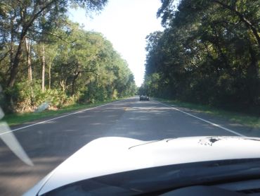View from a car driving on a tree-lined road with another car ahead.
