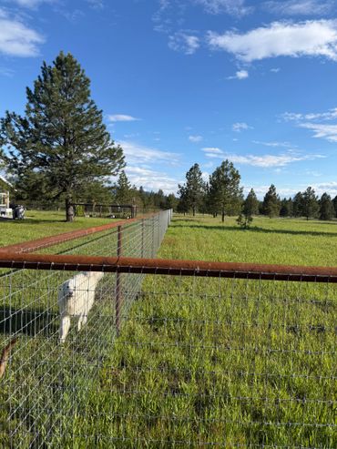 A white dog standing behind a wire fence in a grassy field with trees under a blue sky.