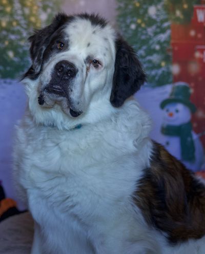 A Saint Bernard dog with a head tilt in a winter-themed setting.