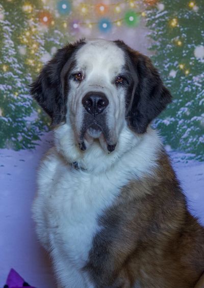 St. Bernard dog posing in front of a snowy, decorated Christmas tree backdrop.