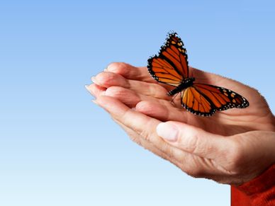 Delicate butterfly on hand symbolizing our care for our clients.
