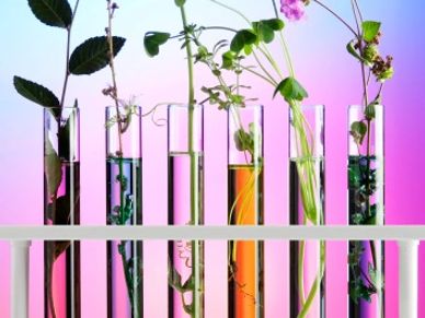 Herbs in test tubes. Our all natural herbal supplement recipes are based on education and experience