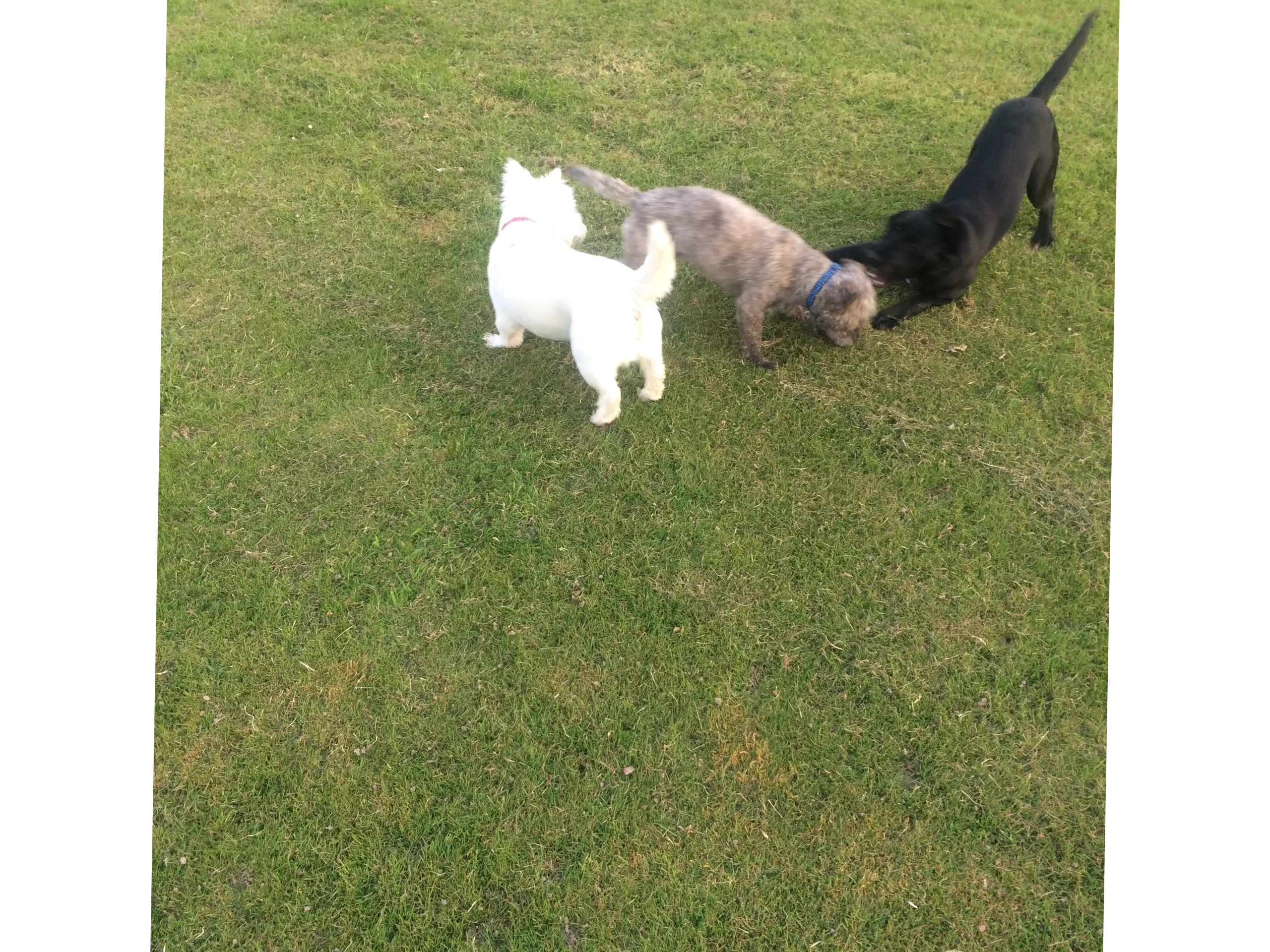 Play time for 3 friends