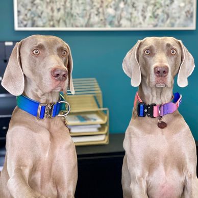 Peterborough Carpet & Rug Care, Peterborough Carpet Care, full submersion rug cleaning, weimaraners