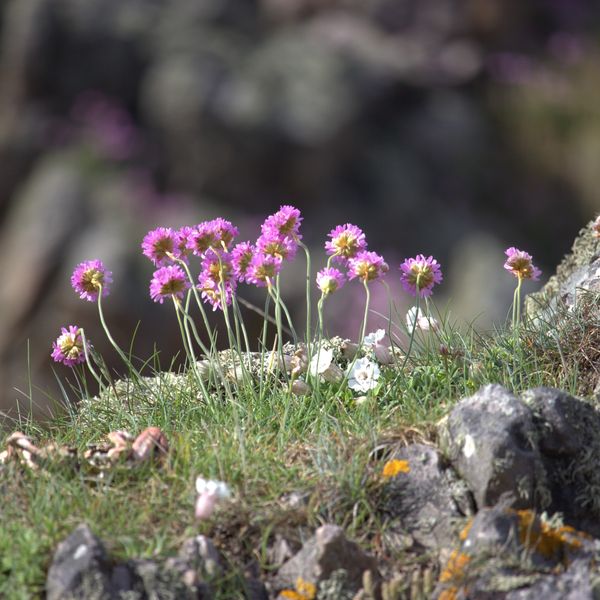 Pink and white wildflowers growing on rocky grassland.
