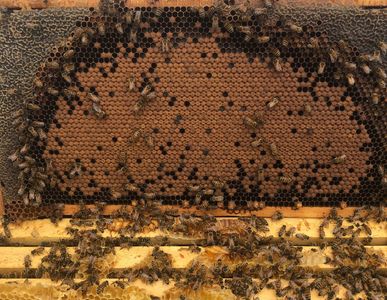 Four or Five Frame Nucs