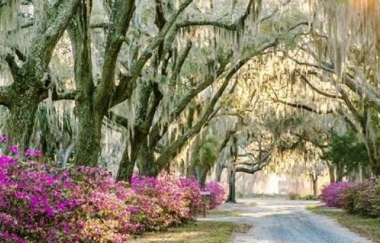 Photo from https://www.visitsavannah.com/profile/bonaventure-cemetery/6129 Photo from https://www.visitsavannah.com/profile/bonaventure-cemetery/6129