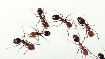 Image of Ants