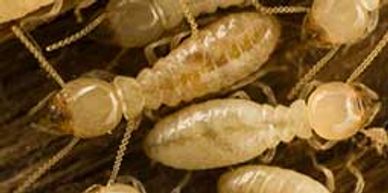 Image of Subterranean Termites