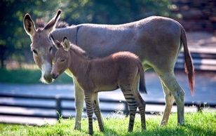 Baby Zdonk with her mother