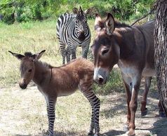 Pippi the Zdonk with her mother Sara the Donkey and her father Zeke the Zebra.