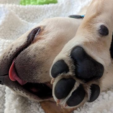 Close-up of a sleeping dog's paw and face with tongue out.