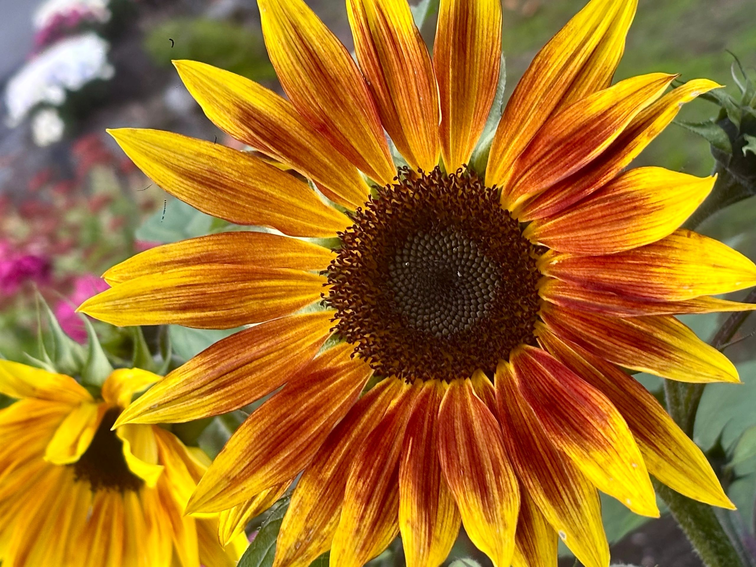 Sunflower in autumn at Belknap Hot Springs, OR