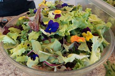 Salad Greens with Edible Petals