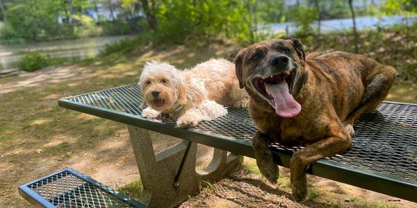 two dogs on park bench doing place / stay  command, used until they are released using break command