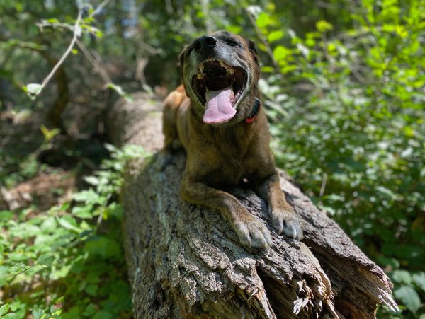 dog laying on down tree, working "place" 
example of structured hikes