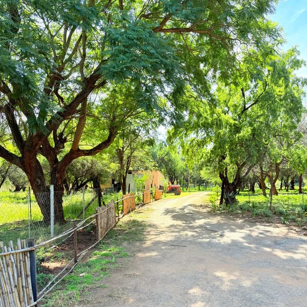 A dirt road lined with green trees and a wooden fence under bright sunlight.