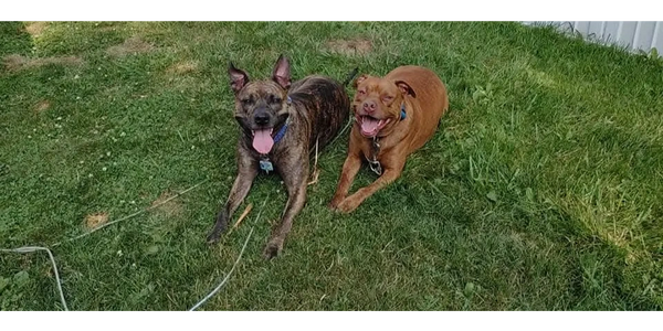 My two happy dogs lying on the grass with tongues out.