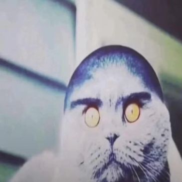 Katze mit bearbeitetem menschlichem Haaransatz und gelben Augen.