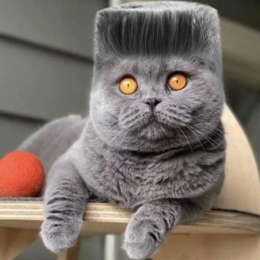Graue Katze mit ungewöhnlicher Frisur und orangefarbenen Augen.