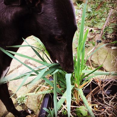 photo of dog eating couch grass