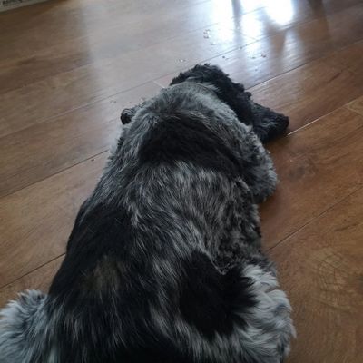 Dog laying down within a self selection session