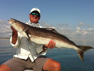 Cobia