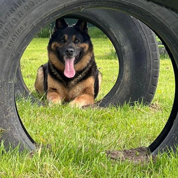 German Shepherd lying down in an upright tyre looking through a line of upright tyres