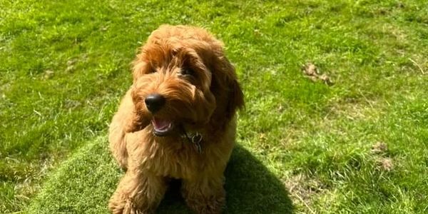 Fluffy brown dog sitting on grass.