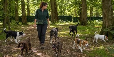 Woman walking several dogs in a forest.