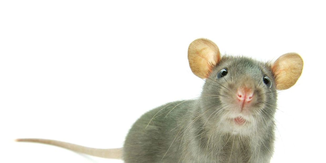 Closeup of a mouse staring at you