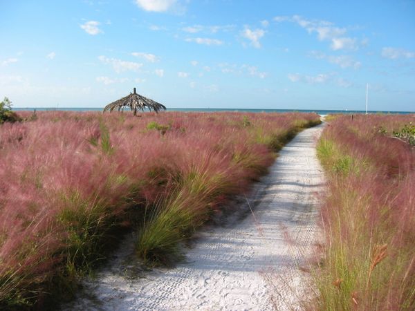 Muhly Grass turning pink/red on the path to Siesta Beach. Private Access #10