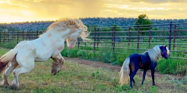A white horse rears near a dark horse in a fenced grassy area at sunset.