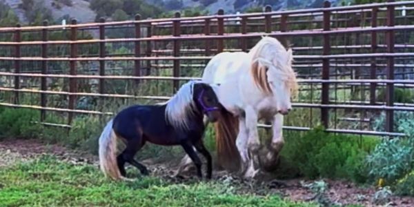 Two ponies facing each other near a fence.