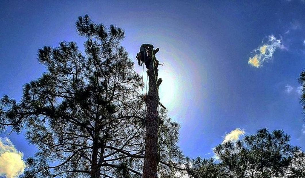 Tree Removal