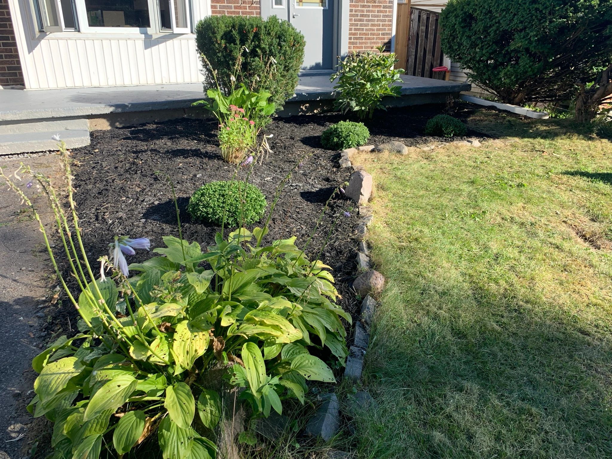 A garden bed with green plants and mulch next to a lawn in front of a house.