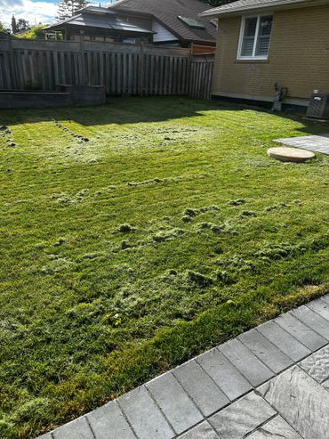 Freshly mowed backyard lawn with grass clippings scattered around.