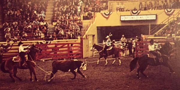 Rodeo team roping event with riders and steer in arena.