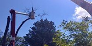 Tree Removal with crane. 