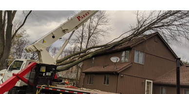 Emergency Tree removal