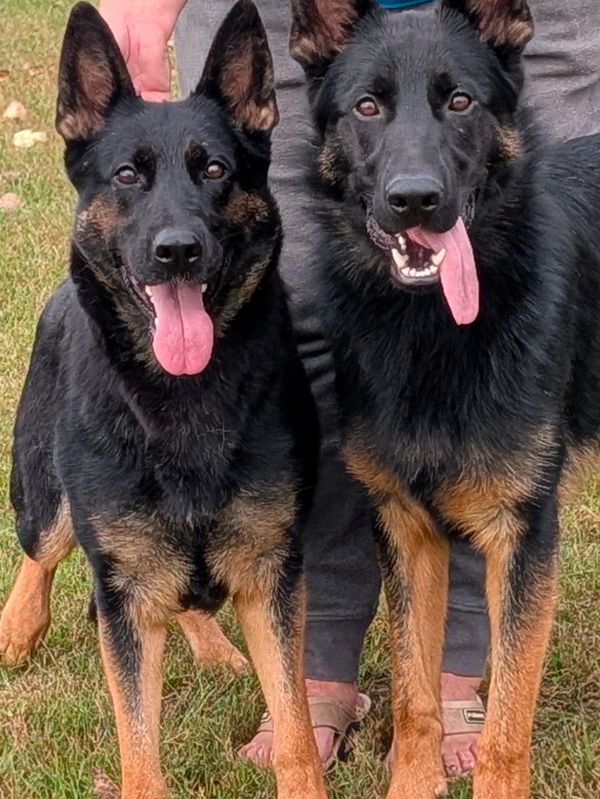 Tequila (left) and her son Kobe (Yolo von Katzel-right). Kobe is about 9 months old here.