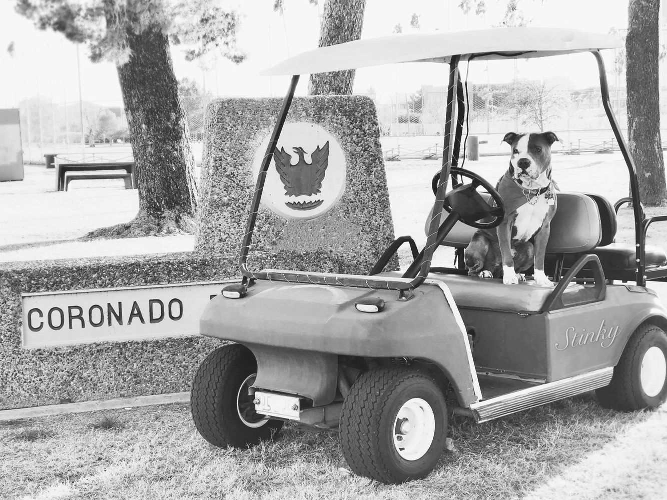 A very good dog named Ash sitting in a golf cart named Stinky next to a sign that says Coronado