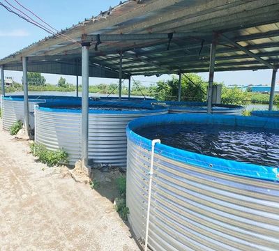 Outdoor fish farming tanks under a metal roof on a sunny day.