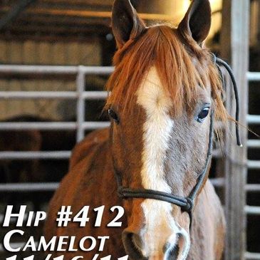 # 412 " Sully" at the Camelot Auction 11/16/2011. 