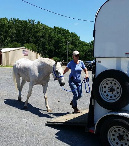 This is General Patton # 463 leaving the auction  on 7/3/17. Patton is approx. 23 and very sweet.