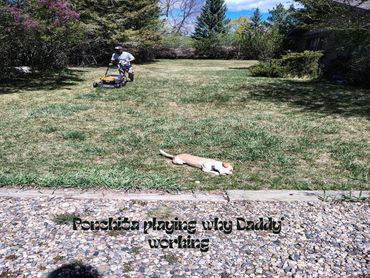 Ponchita playing on the grass while a Dad mows the lawn.