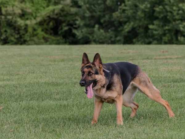 A German Shepherd dog standing on grass with tongue out.