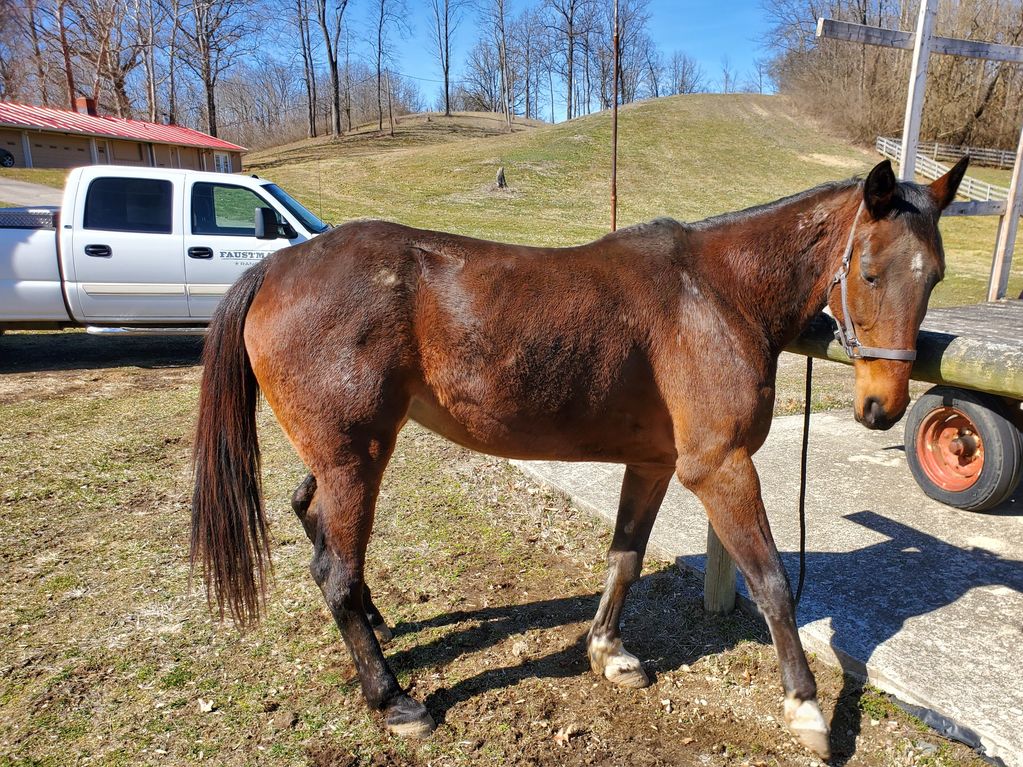 Several hitching posts around the facility allows versatility for tacking up your horse.