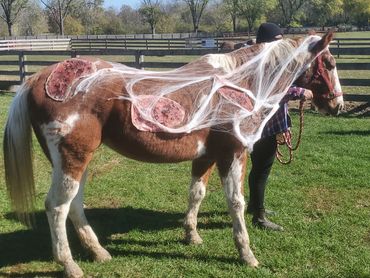 Side view of zombie horse